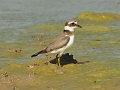 10 09 15_7737_edited-1